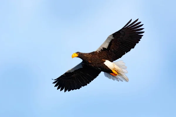 Aquila Giapponese Nell Habitat Invernale Paesaggio Invernale Montagna Con Uccello — Foto Stock