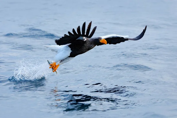 Japan Eagle Winter Habitat Mountain Winter Scenery Bird Steller Sea — Stock Photo, Image