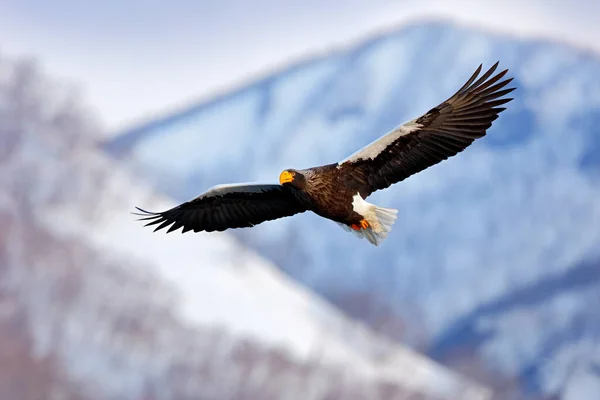 Japanse Adelaar Winter Habitat Bergwinterlandschap Met Vogel Steller Zeearend Vliegende — Stockfoto