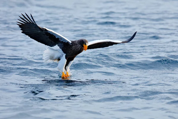 Japan Örn Vintern Livsmiljö Bergsvinterlandskap Med Fågel Stellers Havsörn Flygande — Stockfoto