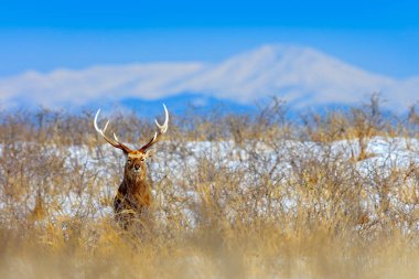 Sika geyik, Cervus Nippon yesoensis, karlı çayır üzerinde, kış Dağları ve arka planda orman, doğa Habitat boynuzları ile hayvan, Hokkaido kış sahnesi, Japonya. Yaban hayatı doğa.