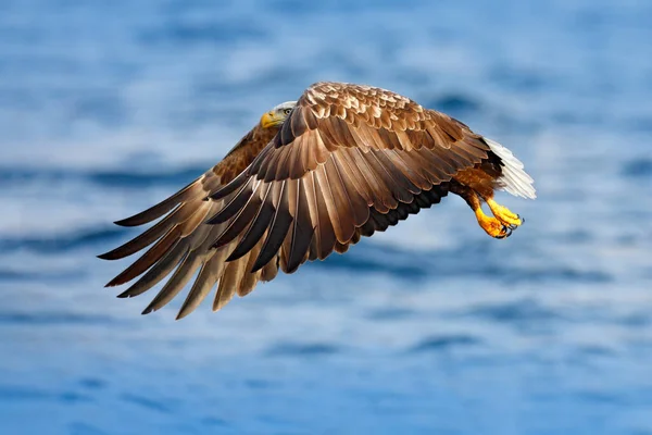 Fliegender Raubvogel Seeadler Haliaeetus Albicilla Mit Blauem Himmel Und Weißen — Stockfoto
