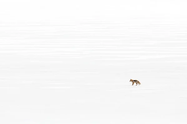 白い雪の中で赤いキツネ オレンジの毛皮のキツネと寒い冬 雪の牧草地で動物を狩る 自然の中で美しいオレンジコート動物 自然の中で小動物 — ストック写真