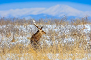 Sika geyik, Cervus Nippon yesoensis, karlı çayır üzerinde, kış Dağları ve arka planda orman, doğa Habitat boynuzları ile hayvan, Hokkaido kış sahnesi, Japonya. Yaban hayatı doğa.