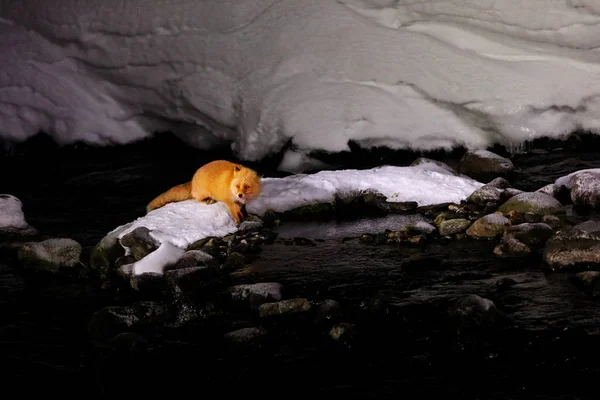 Červená Liška Bílém Sněhu Studená Zima Oranžovou Chlupatou Liškou Lovit — Stock fotografie