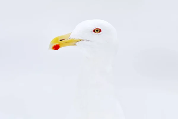 Racek Kulatý Larus Schistisagus Detailní Ptačí Portrét Zimní Sněhové Podmínky — Stock fotografie