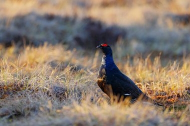 Çam ağacında siyah orman tavuğu. Güzel kuş Grouse, Tetrao tetrix, bataklıkta, Rusya. Doğada bahar çiftleşme mevsimi. Kuzey Avrupa 'dan vahşi yaşam sahnesi. Kırmızı ibikli siyah kuş, beyaz kuyruklu.