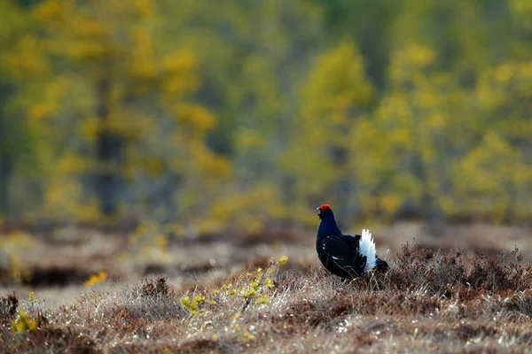 Çam Ağacında Siyah Orman Tavuğu Güzel Kuş Grouse Tetrao Tetrix — Stok fotoğraf