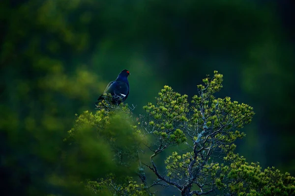 นสนส าบนต นสน นกท Grouse Tetrao Tetrix ในมาร สแลนด สเซ — ภาพถ่ายสต็อก