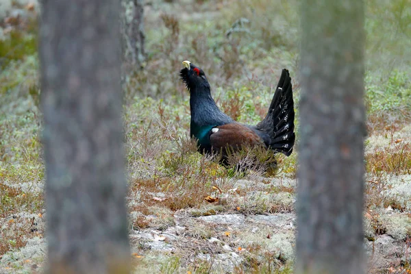 Capercaillie Tetrao Urogallus Çam Ağacı Ormanındaki Yosunlu Taşın Üzerinde Sveç — Stok fotoğraf