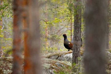 Capercaillie, Tetrao urogallus, çam ağacı ormanındaki yosunlu taşın üzerinde, İsveç 'ten gelen doğa habitatı. Kara kuş Batı Capercaillie doğada, vahşi yaşam Avrupa 'da.