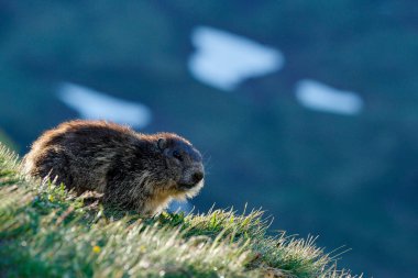 Şirin şişman hayvan Marmot, İtalya, Alp 'teki doğa kaya habitatıyla çimlerin üzerinde oturuyor. Vahşi doğadan vahşi yaşam sahnesi. Komik görüntü, Marmot 'un ayrıntıları..