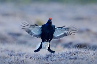 Çam ağacında siyah orman tavuğu. Güzel kuş Grouse, Tetrao tetrix, bataklıkta, Rusya. Doğada bahar çiftleşme mevsimi. Kuzey Avrupa 'dan vahşi yaşam sahnesi. Kırmızı ibikli siyah kuş, beyaz kuyruklu.