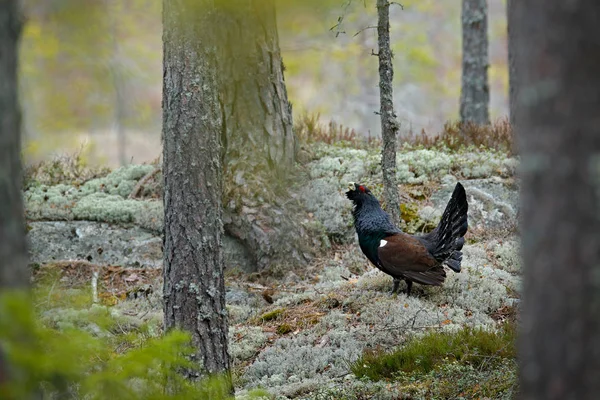Capercaillie Tetrao Urogallus Kamieniu Mszalnym Lesie Sosnowym Siedlisko Przyrodnicze Szwecji — Zdjęcie stockowe