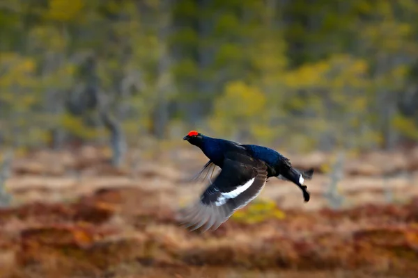 Zwarte Korhoen Dennenboom Leuke Vogel Korhoen Tetrao Tetrix Moerasland Noorwegen — Stockfoto