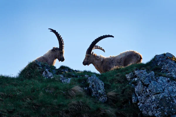 Ibex Harcol Sziklán Alpine Ibex Capra Ibex Állatok Természetben Franciaország — Stock Fotó