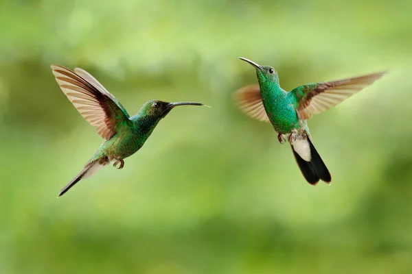 White Vented Plumeleteer Chalybura Buffonii Green Hummingbird Colombia Green Bird — Stock Photo, Image