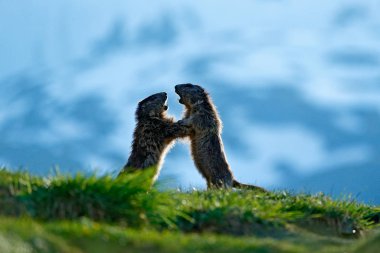 Şirin şişman hayvan Marmot, İtalya, Alp 'teki doğa kaya habitatıyla çimlerin üzerinde oturuyor. Vahşi doğadan vahşi yaşam sahnesi. Komik görüntü, Marmot 'un ayrıntıları..
