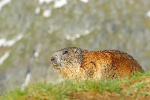 Austria Fauna Selvatica Immagine Divertente Dettaglio Marmot Carino Animale Grasso — Foto Stock