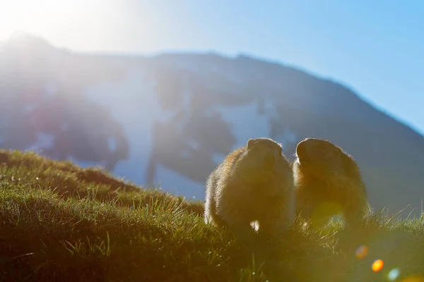 Austria wildlife, funny image, detail of Marmot. Cute fat animal Marmot, sitting in the grass with nature rock mountain habitat, Alp, Italy. Wildlife scene from wild nature. Animal habd in nature.