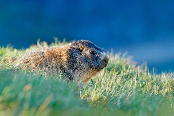 Niedliches Dickes Murmeltier Gras Sitzend Mit Natur Felsenberg Lebensraum Alp — Stockfoto