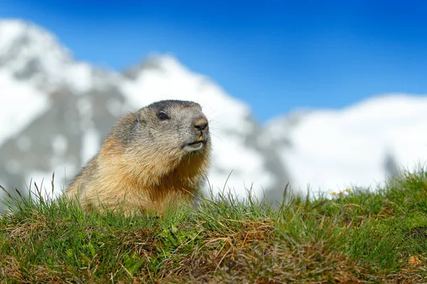 Austria wildlife, funny image, detail of Marmot. Cute fat animal Marmot, sitting in the grass with nature rock mountain habitat, Alp, Italy. Wildlife scene from wild nature. Animal habd in nature.