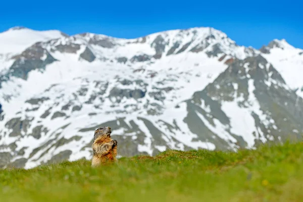 Rakousko Volně Žijících Živočichů Legrační Image Detail Marmot Roztomilé Tlusté — Stock fotografie