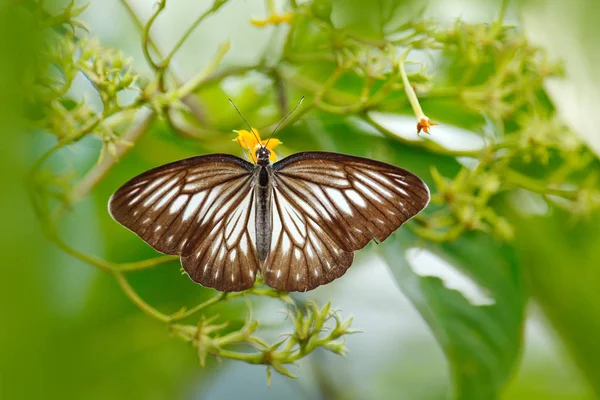 Piękny Motyl Owady Środowisku Naturalnym Zielone Liście Indonezja Azja Dzika — Zdjęcie stockowe