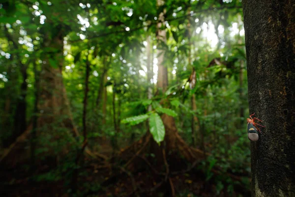 Insectos Bosque Tropical Verde Tolva Tangkoko Sulawesi Indonesia Insectos Hábitat — Foto de Stock