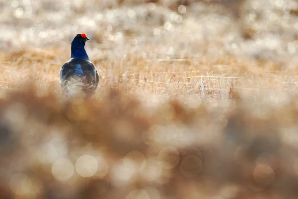 Zwarte Korhoen Dennenboom Leuke Vogel Korhoen Tetrao Tetrix Moerasland Rusland — Stockfoto