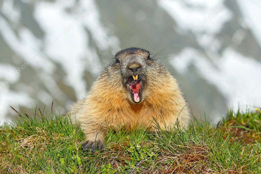 Austria wildlife, funny image, detail of Marmot. Cute fat animal Marmot, sitting in the grass with nature rock mountain habitat, Alp, Italy. Wildlife scene from wild nature. Animal habd in nature.