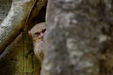 Spektral Tarsier, Tarsius spektrumu, doğa habitatında nadir bulunan gece hayvanlarının portresi, büyük incir ağacı, Tangkoko Ulusal Parkı, Sulawesi, Endonezya, Asya. Doğadan vahşi yaşam sahnesi.