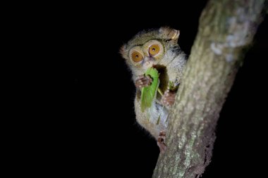 Spektral Tarsier, Tarsius spektrumu, Endonezya, Sulawesi 'deki Tangkoko Ulusal Parkı, Asya' da öldürülen yeşil çekirgeli nadir gece hayvanının portresi..