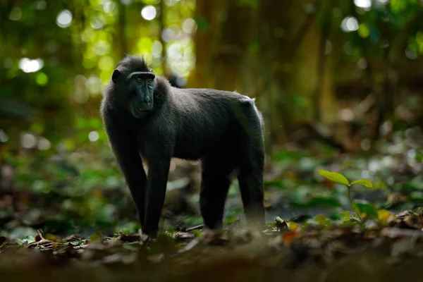 Mono Bosque Oscuro Celebridades Cresta Macaque Macaca Nigra Sentado Hábitat — Foto de Stock