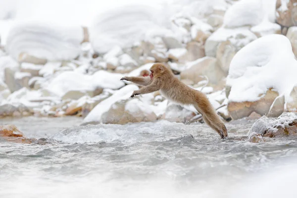 Affe Japanische Makaken Macaca Fuscata Springt Über Den Fluss Japan — Stockfoto