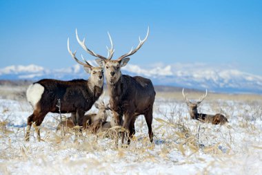 Sika geyik, Cervus Nippon yesoensis, karlı çayır üzerinde, kış Dağları ve arka planda orman, doğa Habitat boynuzları ile hayvan, Hokkaido kış sahnesi, Japonya. Yaban hayatı doğa.