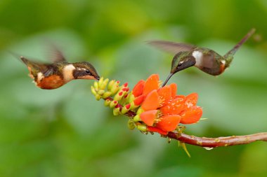 İki sinek kuşu, pembe çiçeğe, uçuşta. Mor-Throated Woodstar, Calliphlox mitchellii uçuş, Bloom çiçek, Kolombiya, yaban hayatı içinde Tropic Jungle.