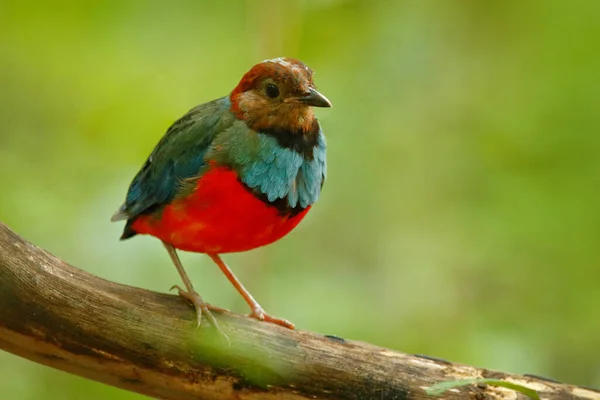 Czerwony Brzuch Pitta Pitta Erythrogaster Siedzi Gałęzi Zielonym Tropikalnym Lesie — Zdjęcie stockowe