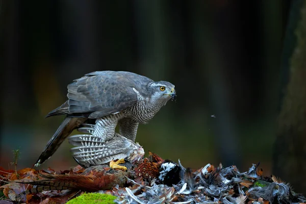 鳥の行動 自然の野生動物のシーン 緑の森の苔の上で一般的なキジを殺したゴシャワク 自然生息地 ドイツでの獲物の鳥 捕獲した鷹の捕食者 — ストック写真