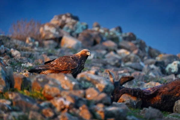 Golden Eagle Wandelen Tussen Steen Rhodopes Berg Bulgarije Adelaar Avonds — Stockfoto