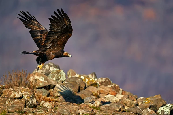 Doğu Rhodopes Kartalla Sallanıyor Uçan Yırtıcı Kuş Kanat Açıklığıyla Altın — Stok fotoğraf