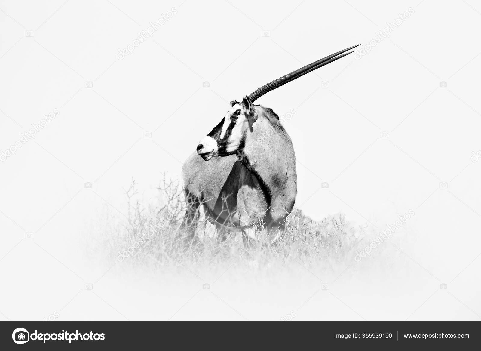 ゲムズボック写真素材 ロイヤリティフリーゲムズボック画像 Depositphotos