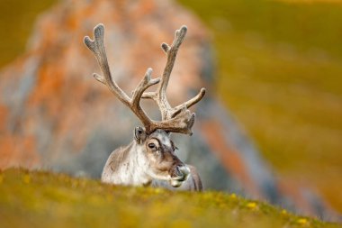 Norveç 'ten vahşi bir hayvan. Ren geyiği, Rangifer tarandus, yeşil çimlerde ve mavi gökyüzünde kocaman boynuzları olan, Svalbard, Norveç. Kuzey Avrupa 'dan vahşi yaşam sahnesi.