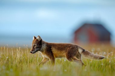 Şehir yaban hayatı, köy evinde tilki yürüyüşü. Kuzey Kutbu Tilkisi, Vulpes lagopus, doğal ortamdaki sevimli hayvan portresi, çiçekli çimenli çayır, Svalbard, Norveç. Çimenli habitatında hayvan.