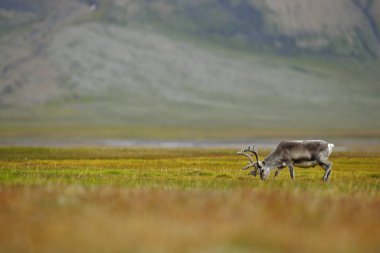 Ren geyiği, Rangifer tarandus, yeşil çimlerde ve kaya tepelerinde büyük boynuzları olan, Svalbard, Norveç. Kuzey Avrupa 'dan vahşi yaşam sahnesi. Norveç 'ten vahşi hayvan. 