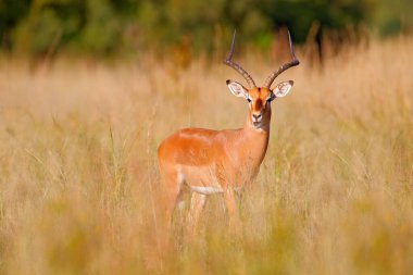 Altın çimenlikteki Impala. Akşam güneşli çimenlerde güzel bir impala. Doğa habitatındaki hayvanlar. Afrika 'da günbatımı vahşi yaşam. Antilop çayırlarda uzanıyor, Okavango Güney Afrika.