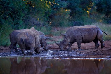 Pilanesberg NP 'de gergedan, Güney Afrika. Beyaz gergedan, Ceratotherium simum, Afrika doğasında, suya yakın büyük bir hayvan. Afrika 'dan vahşi yaşam sahnesi. Ormandaki gergedan..