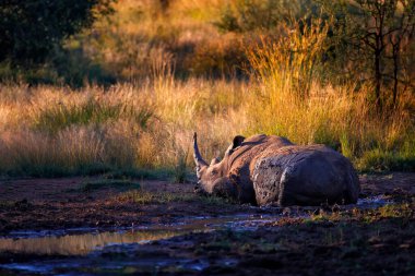 Rhinoceros in Pilanesberg NP, South Africa. White rhinoceros, Ceratotherium simum, big animal in the African nature, near the water. Wildlife scene from Africa.  Rhino in the forest habitat. clipart