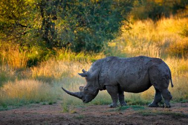 Pilanesberg NP 'de gergedan, Güney Afrika. Beyaz gergedan, Ceratotherium simum, Afrika doğasında, suya yakın büyük bir hayvan. Afrika 'dan vahşi yaşam sahnesi. Ormandaki gergedan..