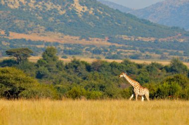 Zürafa, hayvanlı yeşil bitki örtüsü. Doğadan vahşi yaşam sahnesi, Pilanesberg NP, Afrika. Afrika 'da yeşil bitki örtüsü.